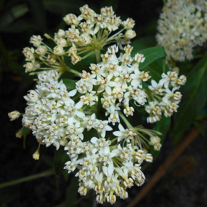 Asclepias incarnata 'Ice Ballet'  - Ice Ballet Swamp Milkweed