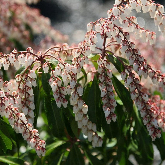 Pieris japonica 'Dorothy Wyckoff'  - Dorothy Wyckoff Andromeda