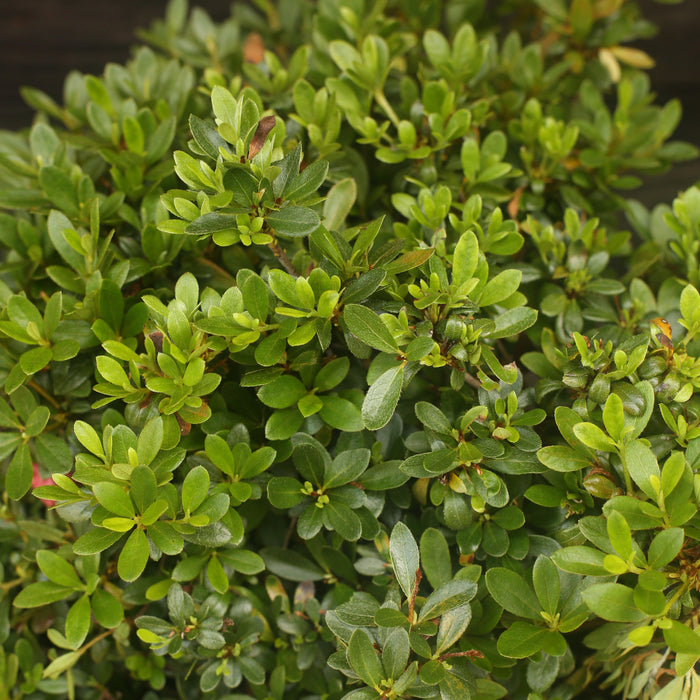 Azalea, Gumpo Pink Azalea