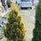 Thuja occidentalis 'Jantar'  - Amber Gold Arborvitae