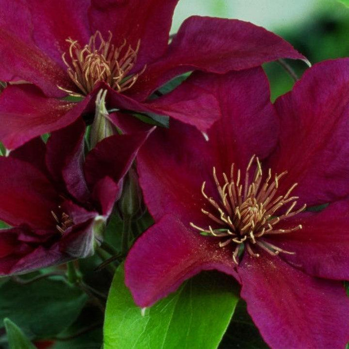 Clematis 'Evipo024'  - Picardy™ Clematis