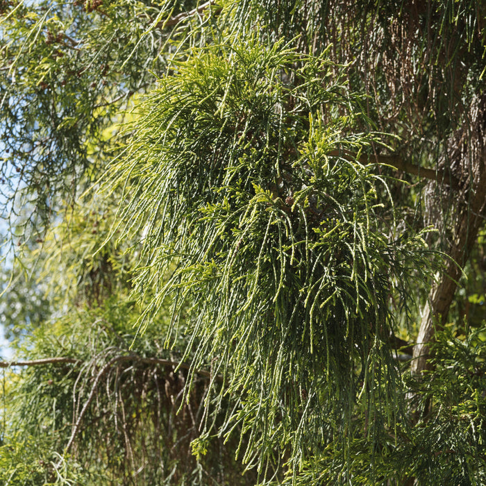 Chamaecyparis pisifera 'Aurea' - Golden Sawara Cypress