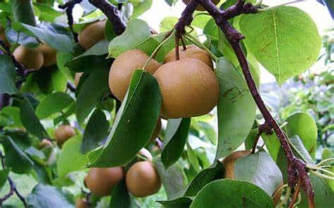Pear, 4-in-1 Combo Asian Pear, 7 gal