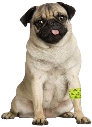 No Chew Pet Bandages 2 inches X 5 yards