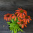 Echinacea x 'Cheyenne Spirit'  - Cheyenne Spirit Echinacea, Coneflower