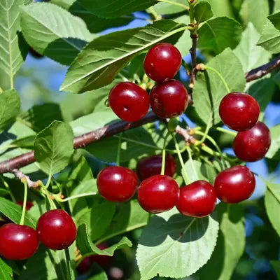 Cherry, Romance Carmine Jewel Tart Bush Cherry, 5 gal (18-21 in)