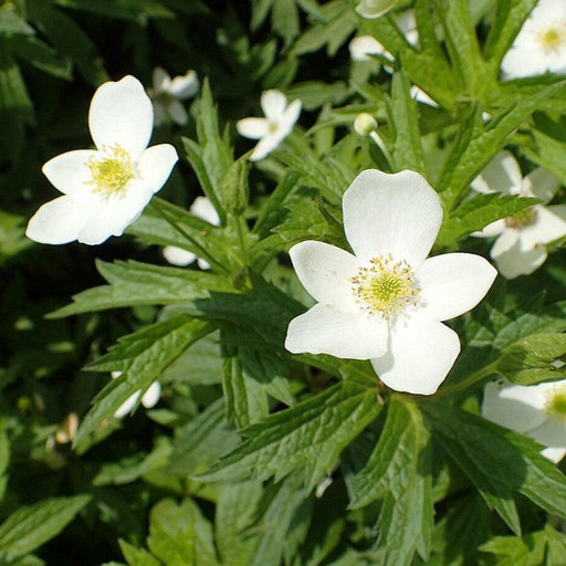 Anemone, Canadian Anemone