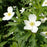 Anemone, Canadian Anemone