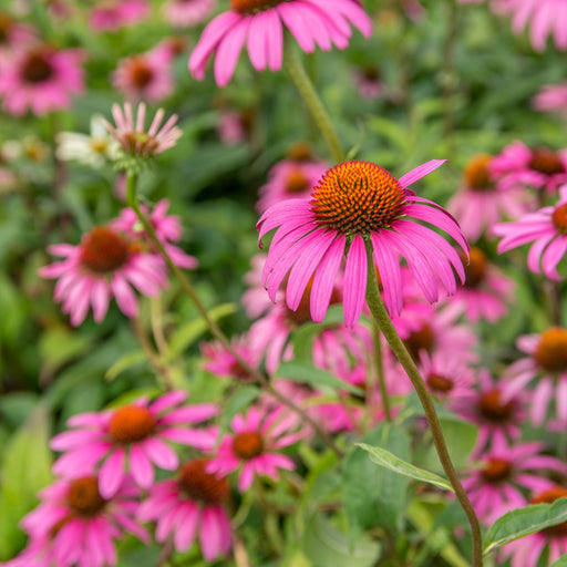 Echinacea purpurea 'Rubinstern'  - Ruby Star Echinacea