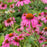 Echinacea purpurea 'Rubinstern'  - Ruby Star Echinacea