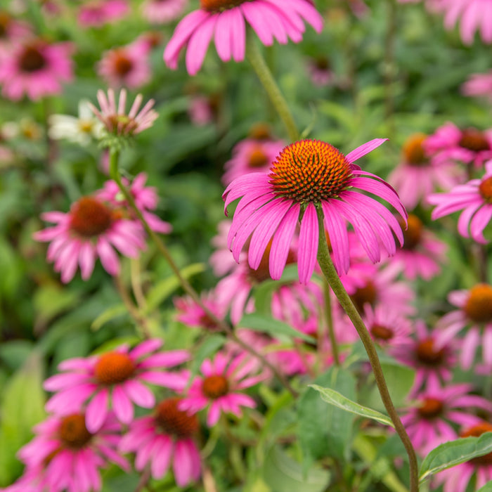 Echinacea purpurea 'Rubinstern'  - Ruby Star Echinacea