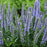 Veronica 'Ever After'  - PW® Magic Show® Ever After Veronica