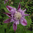 Clematis 'Evijohil'  - Josephine™ Clematis