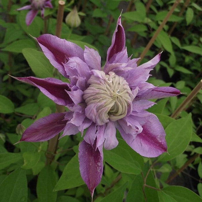 Clematis 'Evijohil'  - Josephine™ Clematis