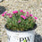 Dianthus, Paint the Town Fancy Dianthus