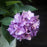 Hydrangea x 'SMNHSC'  - Let's Dance® ¡Arriba!® Hydrangea