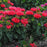 Bee Balm, Pardon My Cerise Bee Balm