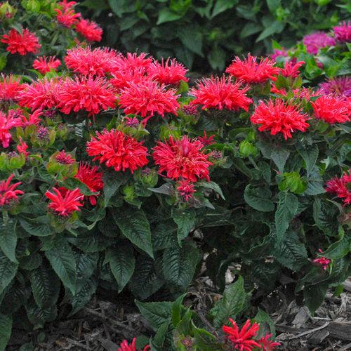 Bee Balm, Pardon My Cerise Bee Balm