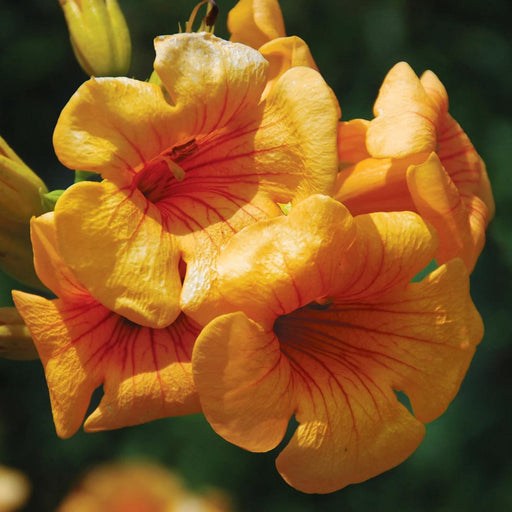 Trumpet Vine, Yellow Summer Jazz Sunrise Gold Trumpet Vine