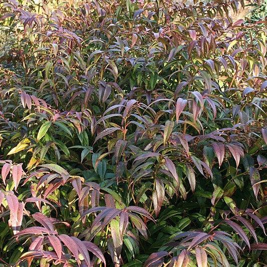 Leucothoe axillaris  - Coastal Leucothoe