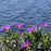 Cranesbill, New Hampshire Purple Geranium