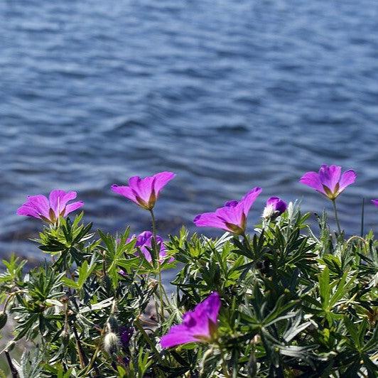 Cranesbill, New Hampshire Purple Geranium