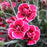 Dianthus, EverLast™ Burgundy Blush Dianthus
