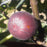 Ficus carica 'Chicago Hardy'  - Chicago Hardy Fig