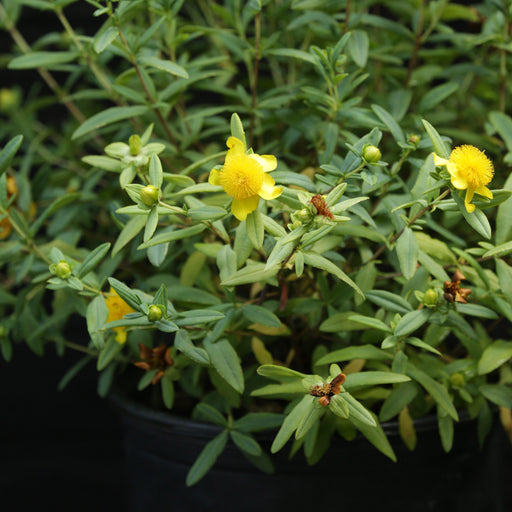 Hypericum frondosum 'Sunburst'  - Sunburst St. John's Wort