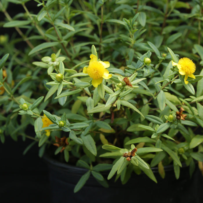 Hypericum frondosum 'Sunburst'  - Sunburst St. John's Wort