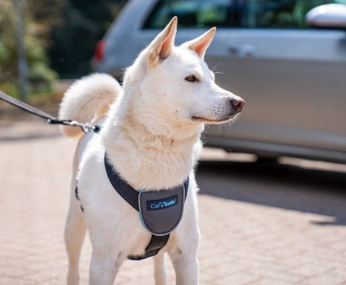 Carsafe Travel Dog Harness
