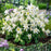 Columbine, Earlybird™ White Columbine