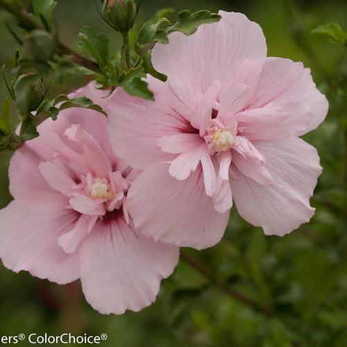 Hibiscus syriacus 'JWNWOOD4' USPP 24,336  - Pink Chiffon® Rose of Sharon