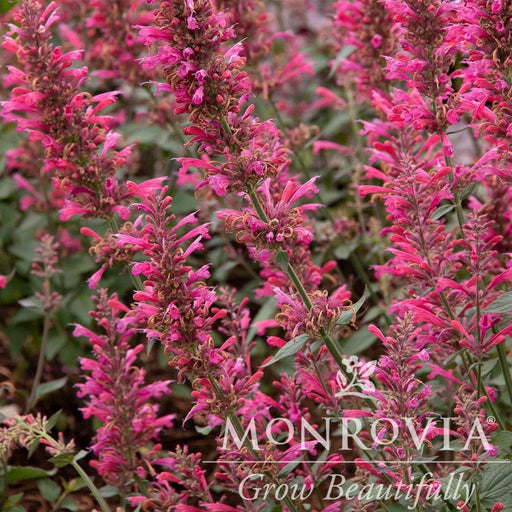 Agastache 'Morello' PP #29,527'  - Morello Hyssop