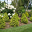 False Cypress, Soft Serve® Gold False Cypress