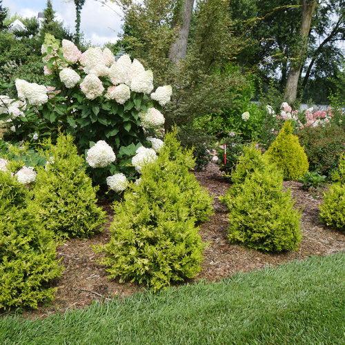 False Cypress, Soft Serve® Gold False Cypress