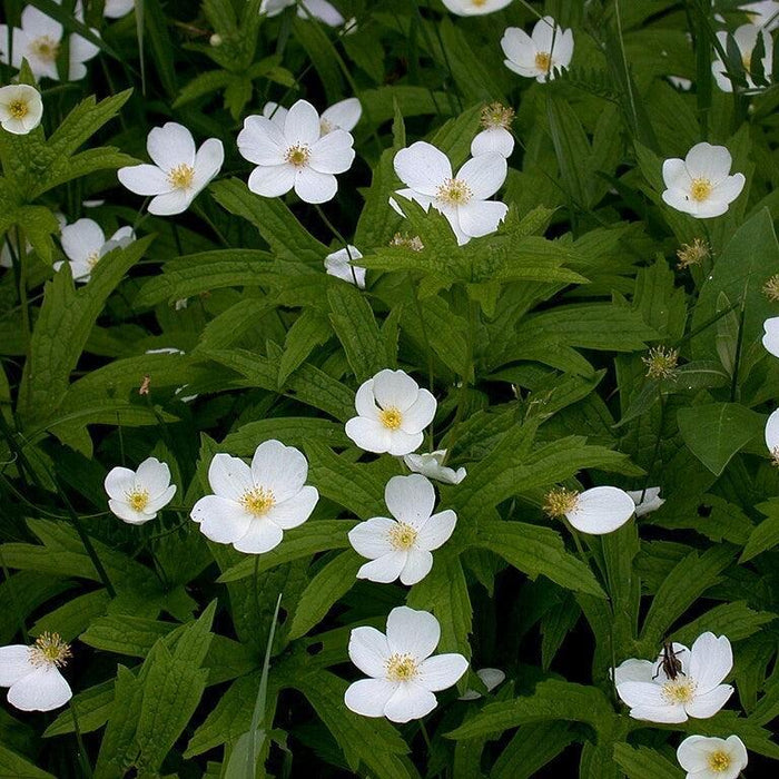 Anemone, Canadian Anemone