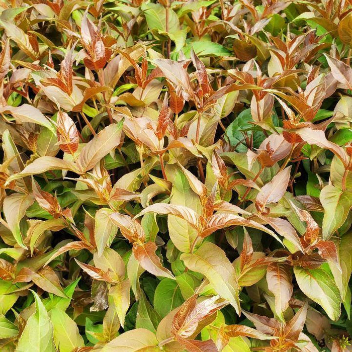 Diervilla 'SMDCS' PP33,288  - Ru-Bee Wren™ Bush Honeysuckle