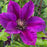 Clematis 'Evipo024'  - Picardy™ Clematis