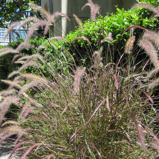 Grass, Karley Rose Fountain Grass