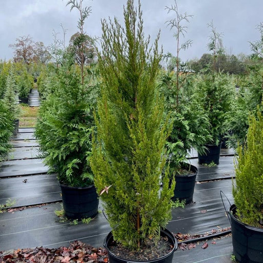 Juniper, Spartan Juniper (Juniperus Chinensis Spartan)