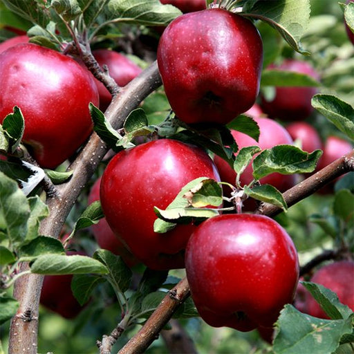 Apple, Red Delicious (Malus X Red Delicious), 7 gal.