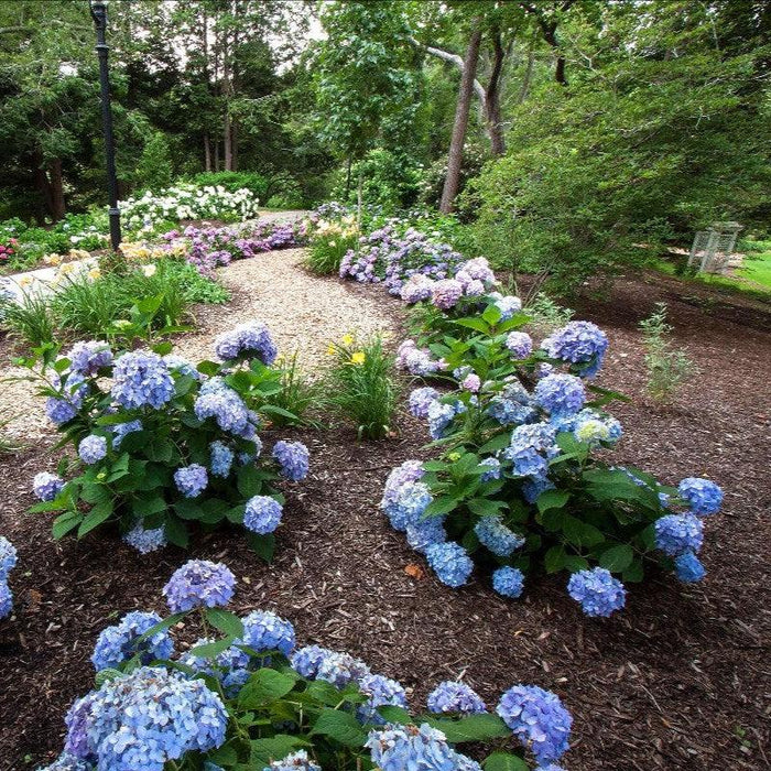 Hydrangea macrophylla 'Bailmer’  - Endless Summer® The Original Hydrangea