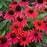 Echinacea 'Firefinch'   - PW® Summersong™ Firefinch™ Coneflower