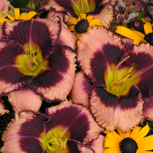 Hemerocallis x 'Daring Deception'  - Daring Deception Daylily