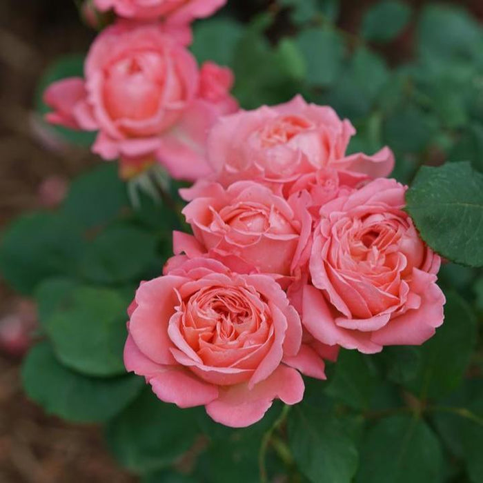 Rosa x 'BOZFRA221'  - Reminiscent™ Coral Rose
