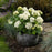 Hydrangea arborescens 'BAlful'  - First Editions® FlowerFull™ Smooth Hydrangea