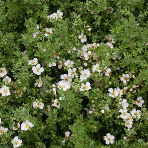 Cinquefoil, Happy Face® White Potentilla