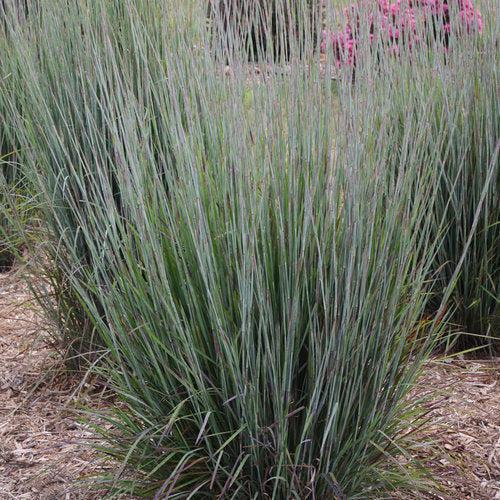 Grass, Blue Paradise Little Bluestem