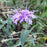 Bee Balm, Sugar Buzz® Blue Moon Bee Balm